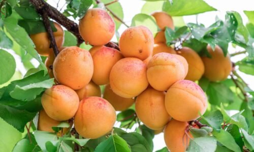 apricot4-nema