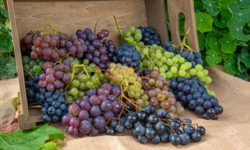 grape4-nema