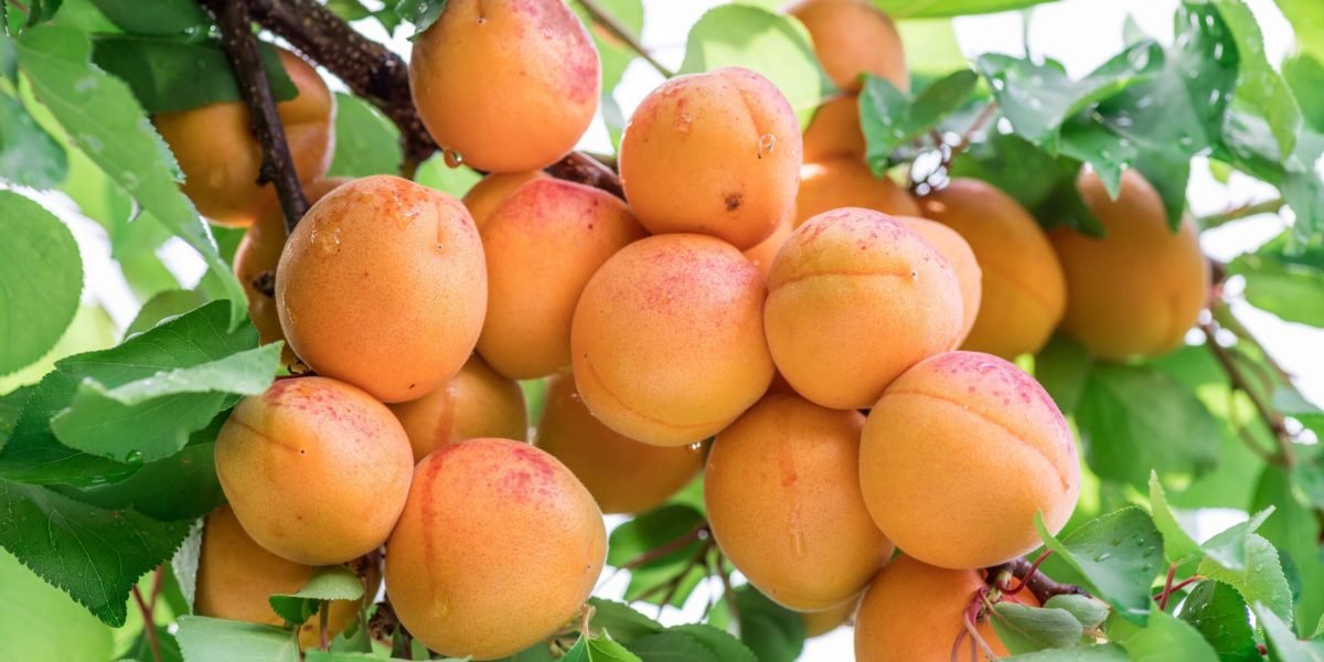 apricot4-nema