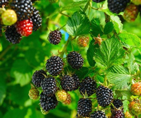 blackberry1-bidi