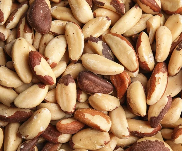 brazil nut1-bidi