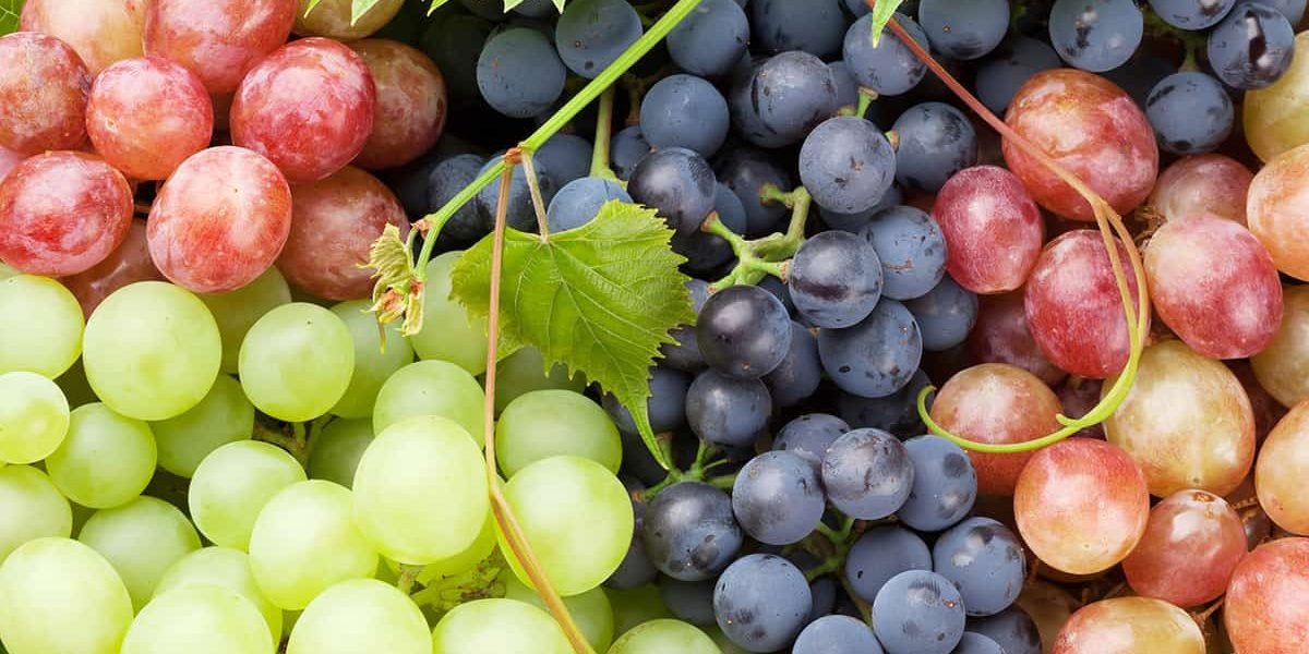 grape5-nema