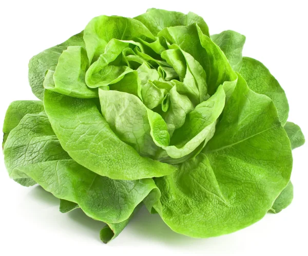 kopfsalat-bidi1