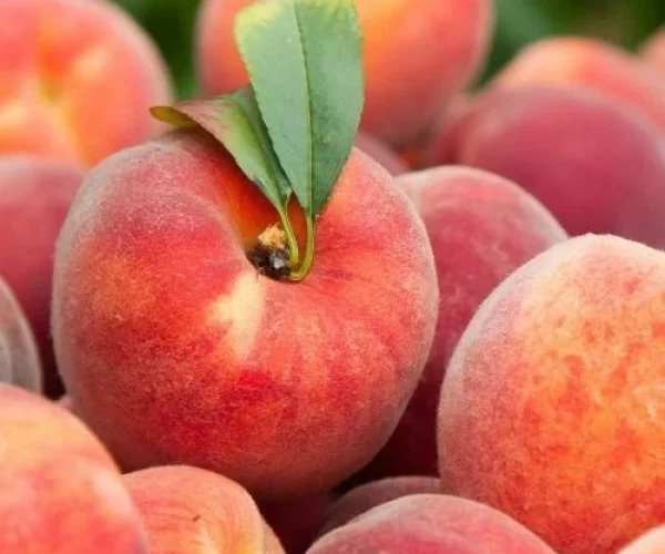 peach2-nema