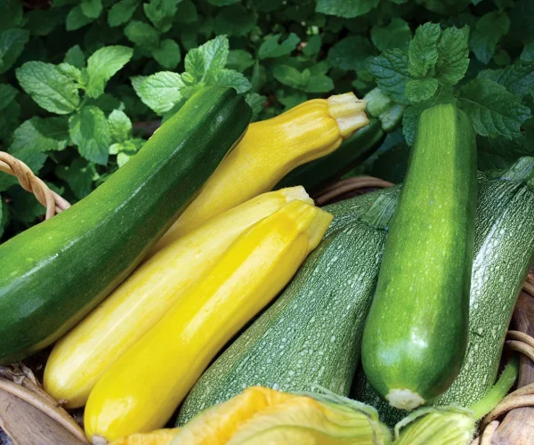 zucchini1-bidi